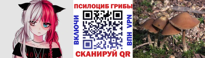 Купить где  Можга  Псилоцибиновые грибы ЛСД 